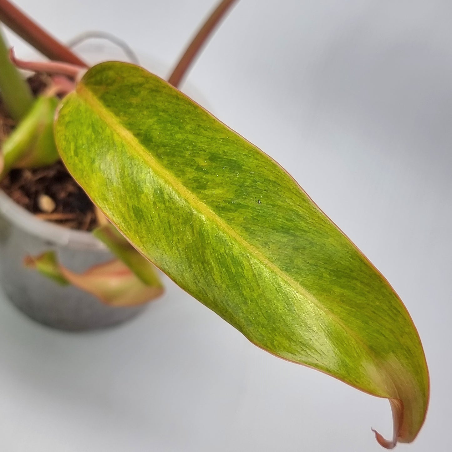 Philodendron Autumn Queen for sale in Perth Australia