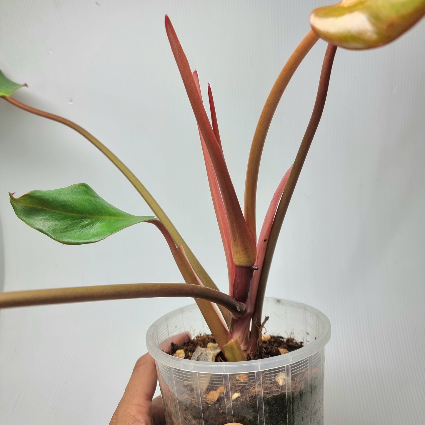Philodendron Autumn Queen