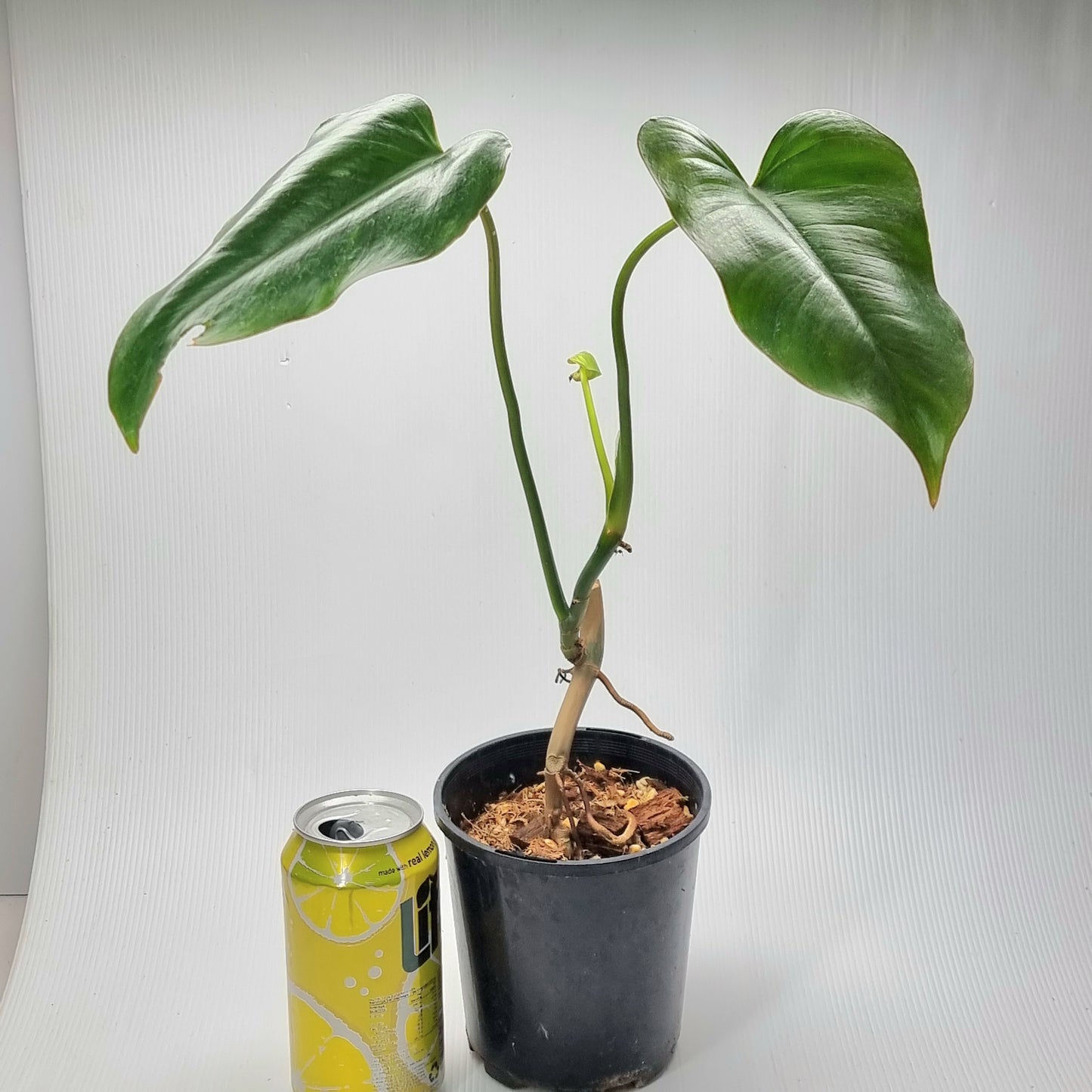 Philodendron ruthianum for sale in Perth Australia