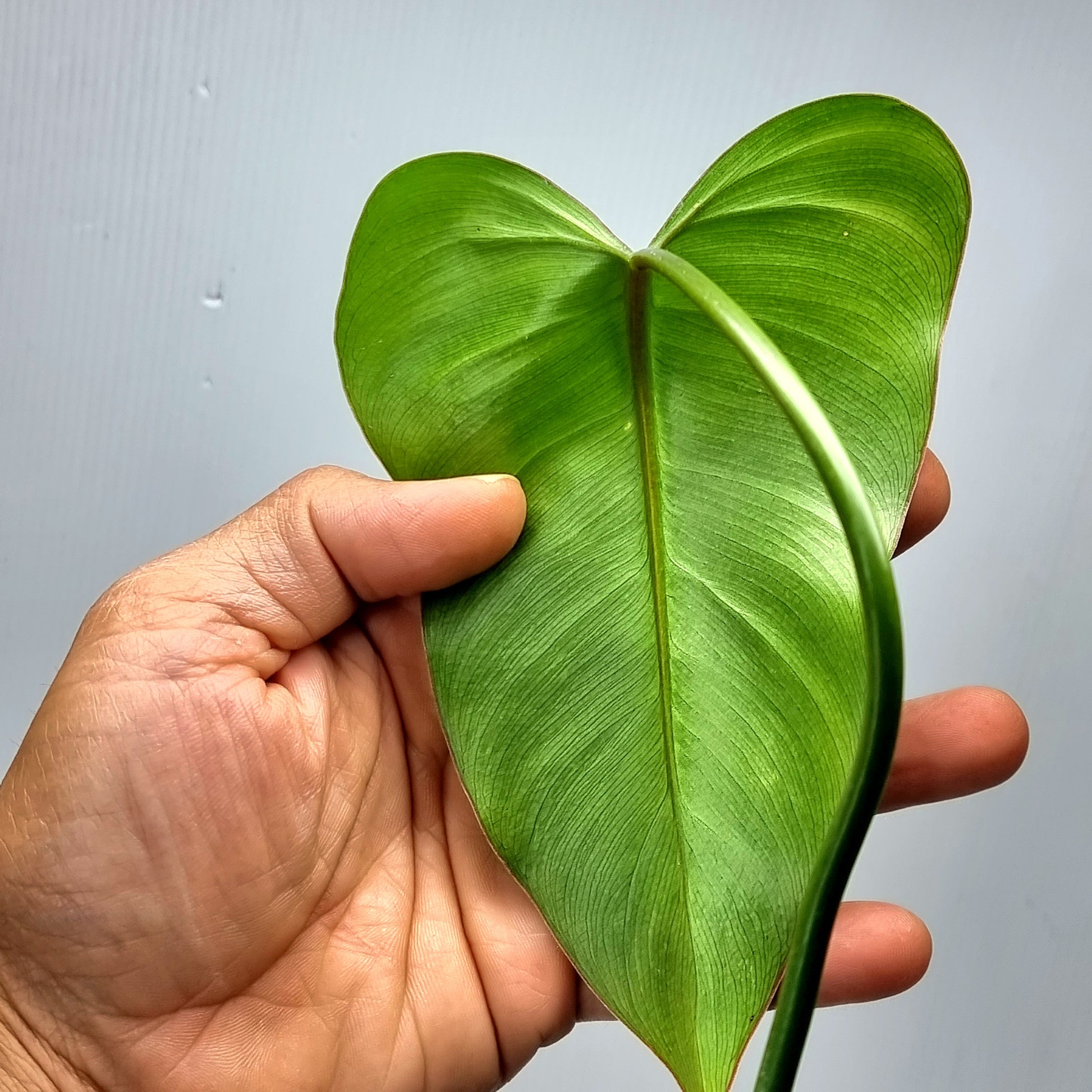 Philodendron ruthianum for sale in Perth Australia