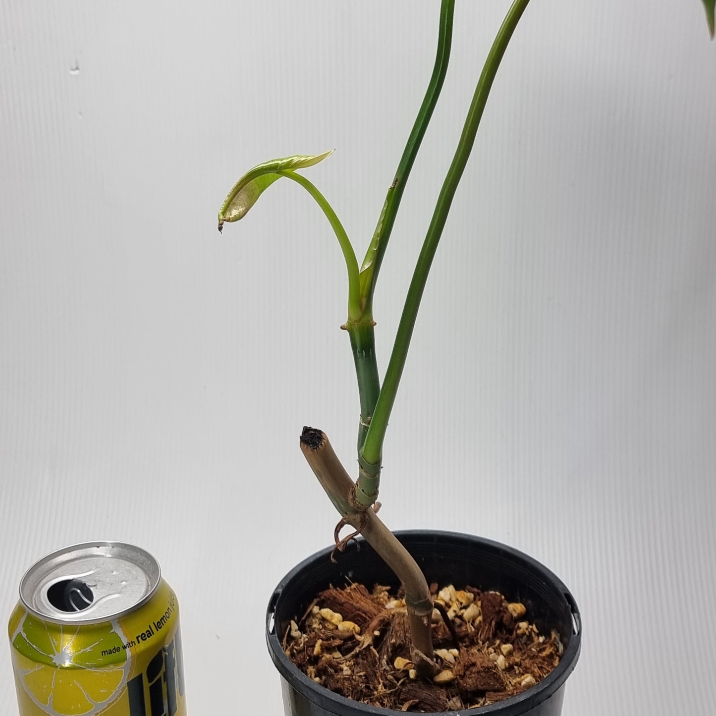 Philodendron ruthianum for sale in Perth Australia