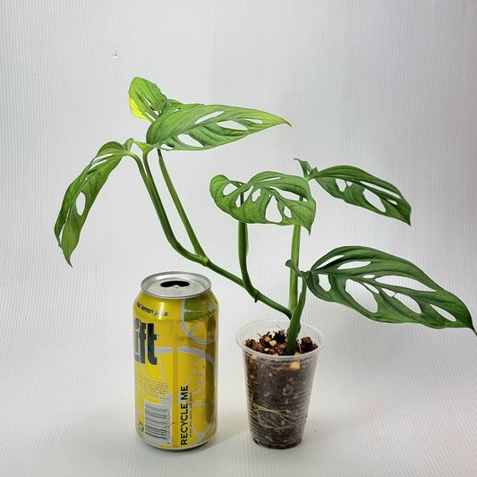 rare Monstera adansonii aurea Variegated for sale in Perth Australia