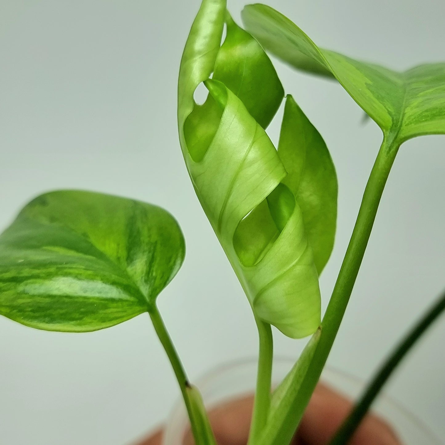 rare Rhaphidophora tetrasperma Aurea for sale in Perth Australia