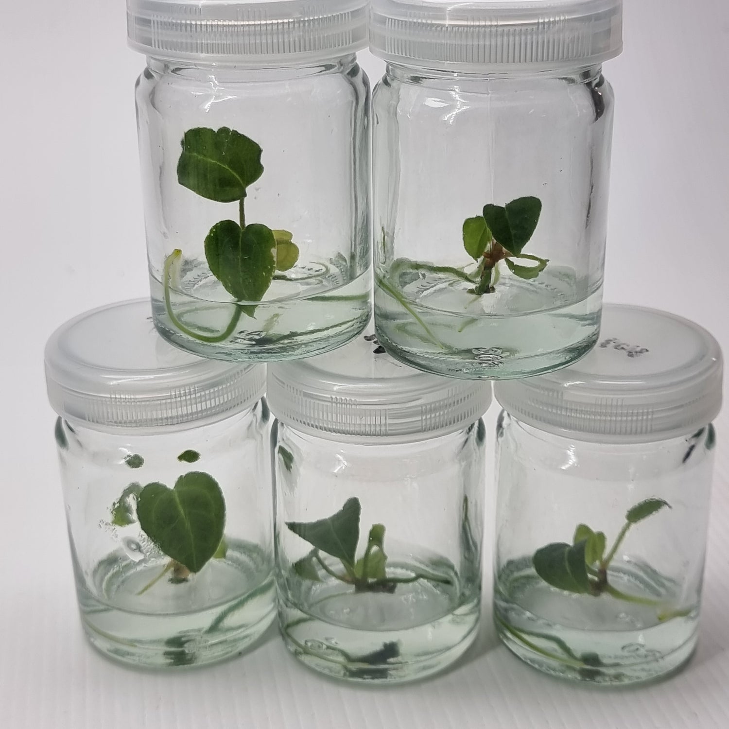 Anthurium Ace of Spades (Tezula) (1plant/flask) - Tissue culture kit for sale in Perth Australia
