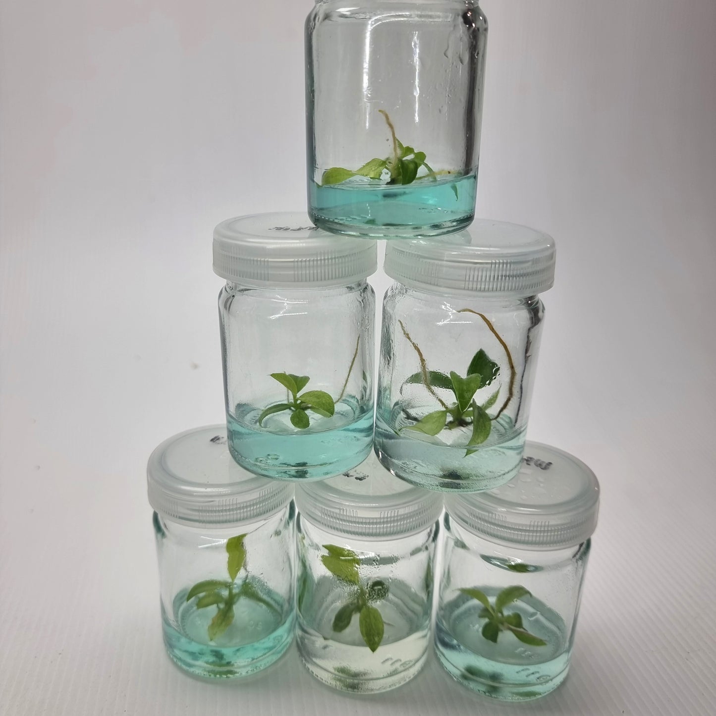 Philodendron Whipple Way - Tissue culture kit for sale in Perth Australia