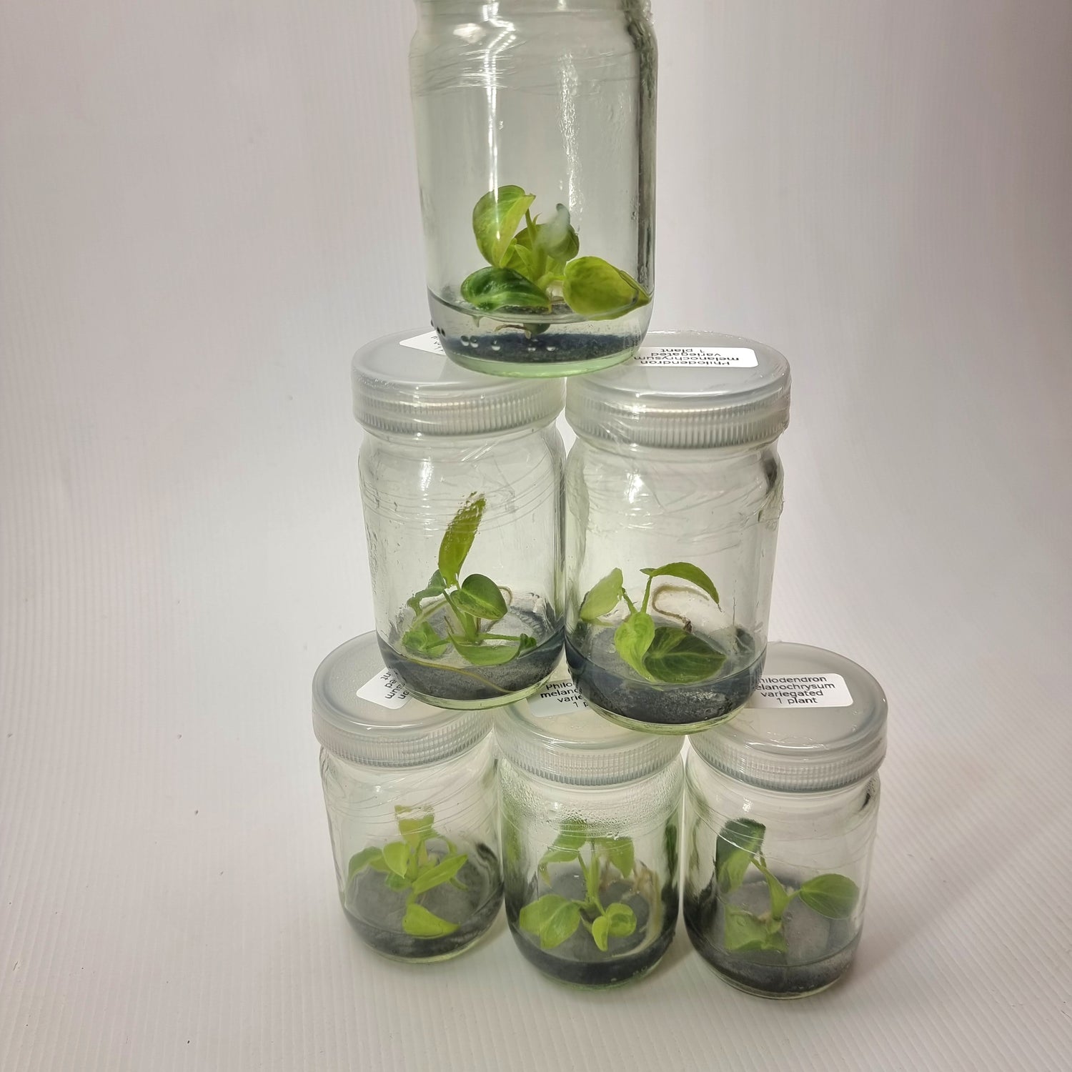 Philodendron melanochrysum variegated (1plant/flask) - Tissue culture kit for sale in Perth Australia