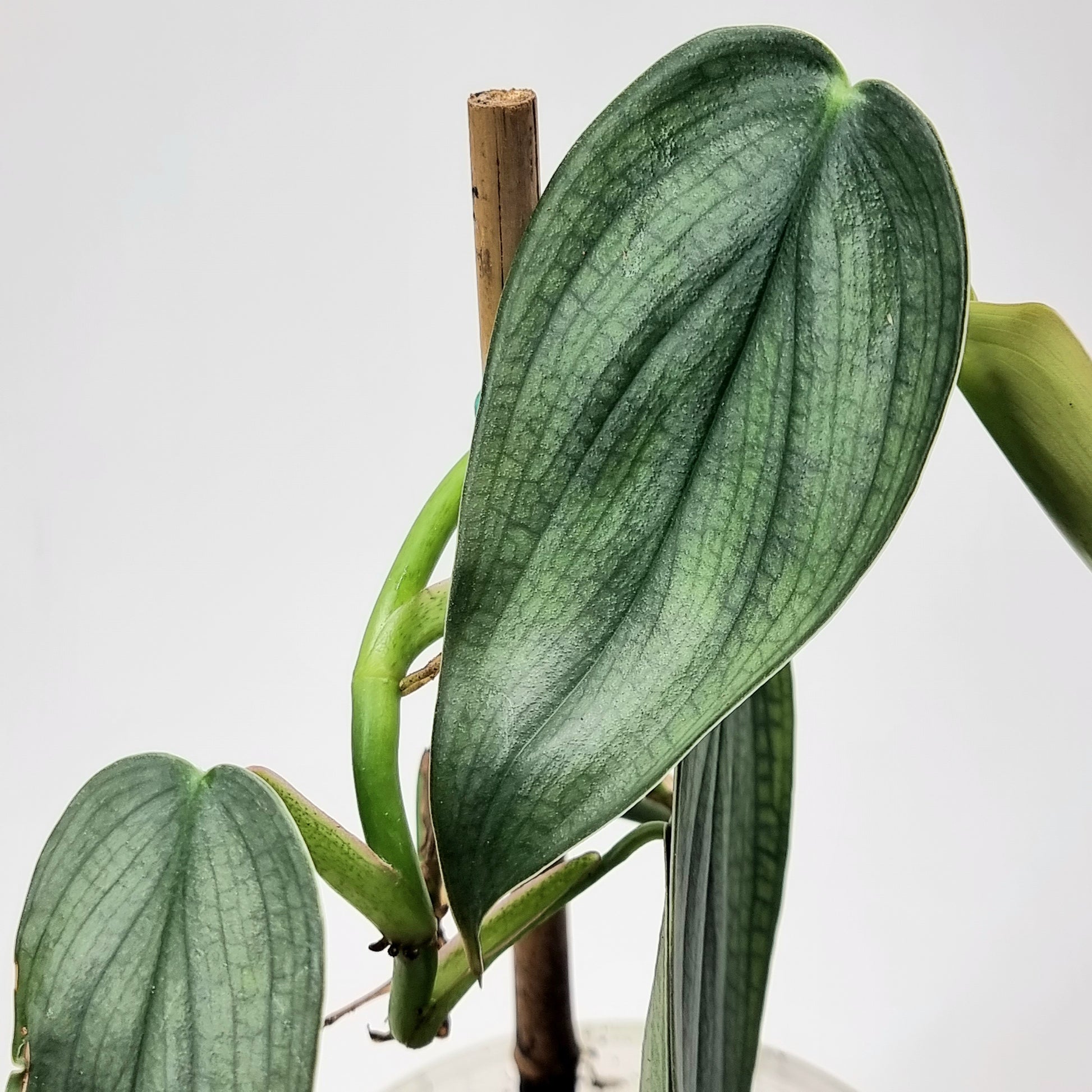 rare Philodendron Burle Marx's Fantasy for sale in Perth Australia