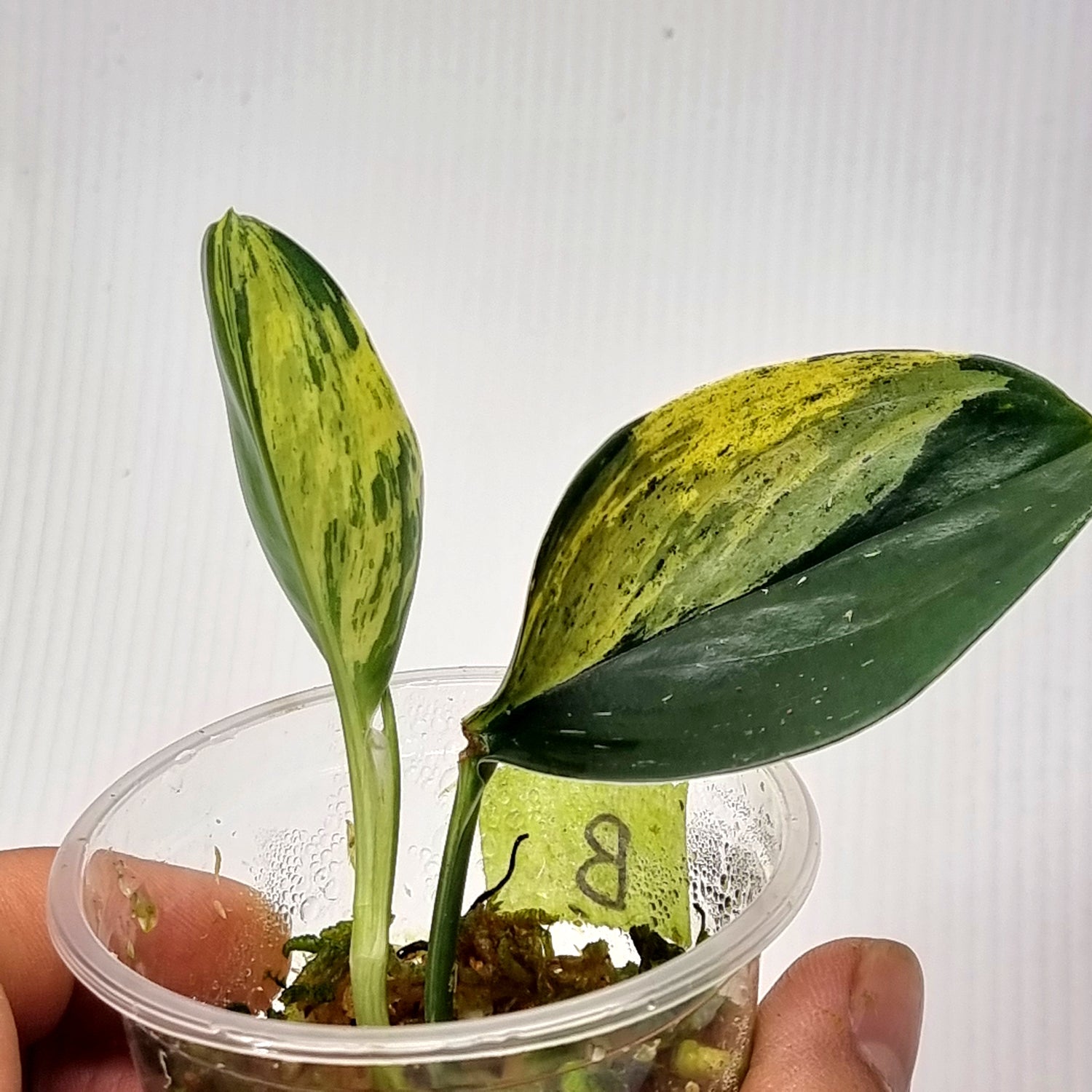 rare Scindapsus treubii Dark form Aurea Variegated for sale in Perth Australia
