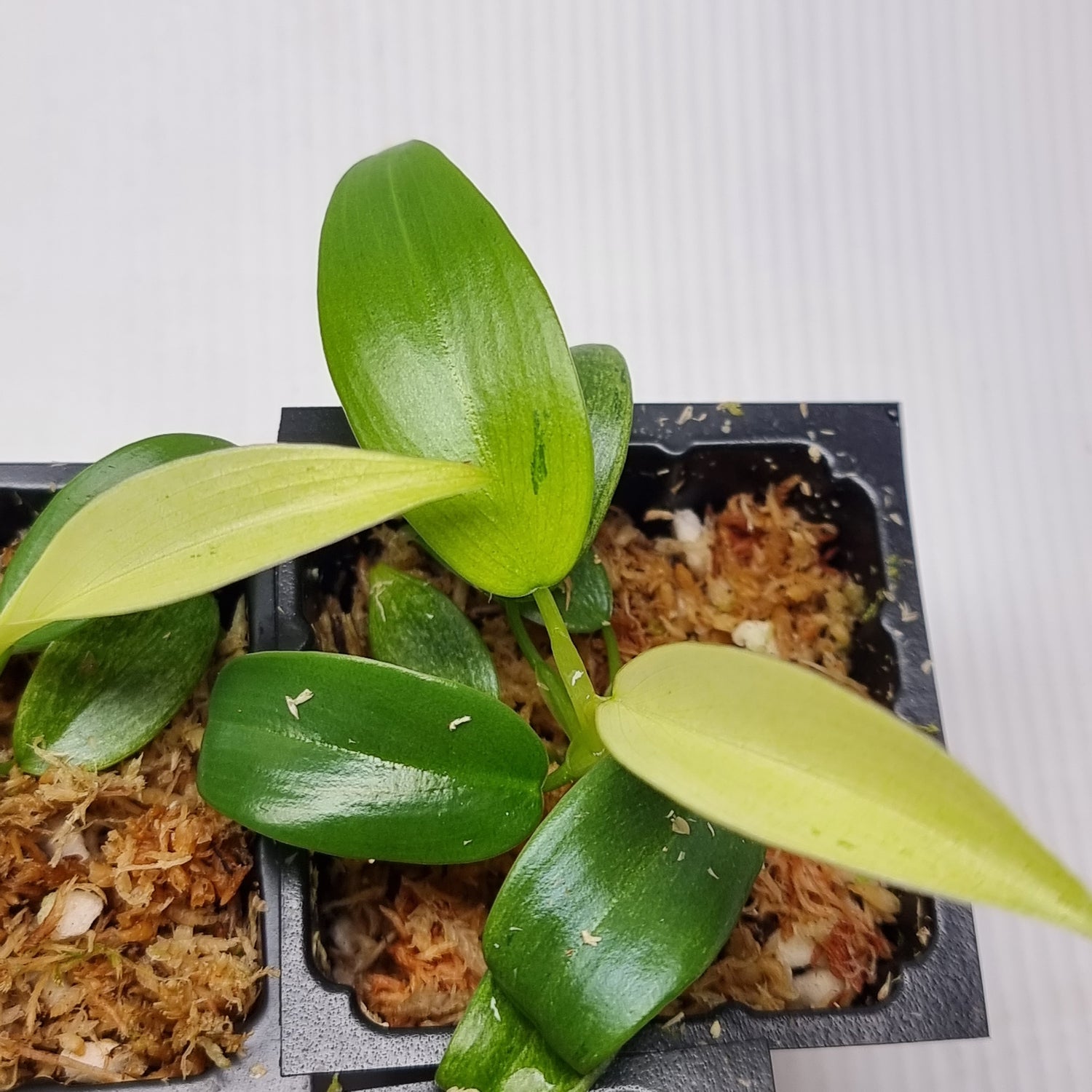 rare Philodendron Whipple Way for sale in Perth Australia
