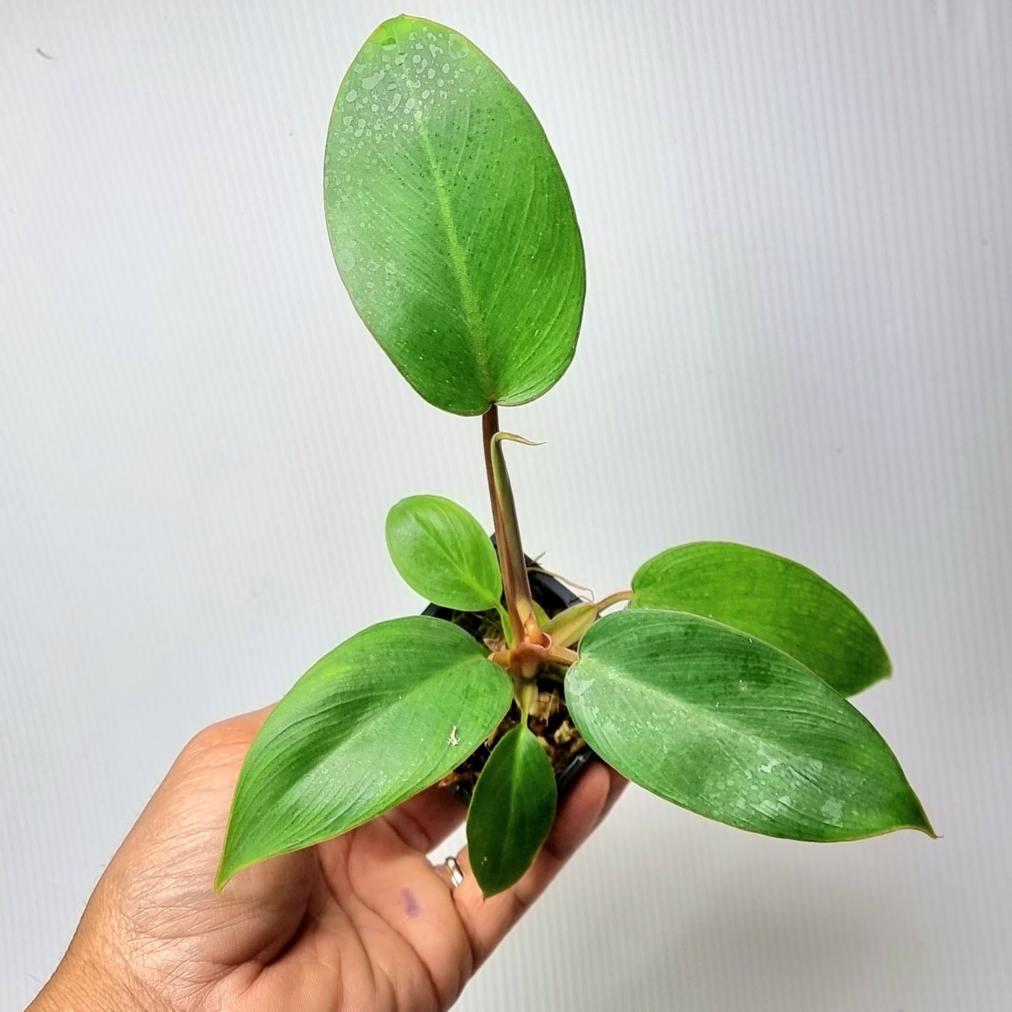 Philodendron Jungle Fever