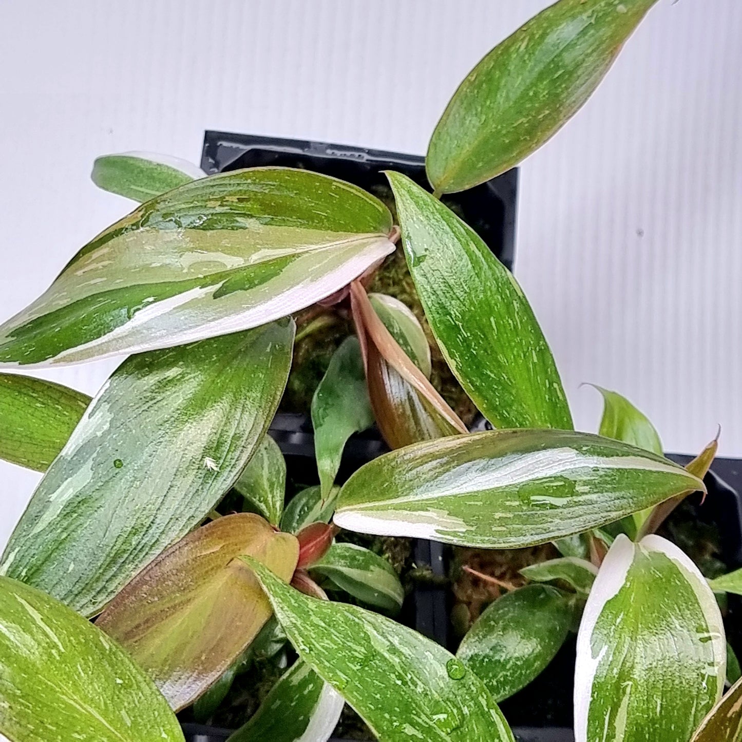 rare Philodendron Red Anderson variegated for sale in Perth Australia