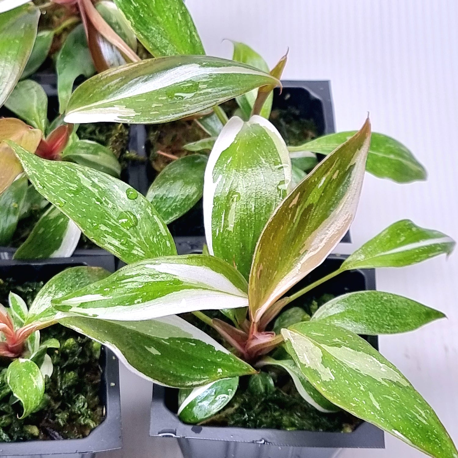 rare Philodendron Red Anderson variegated for sale in Perth Australia