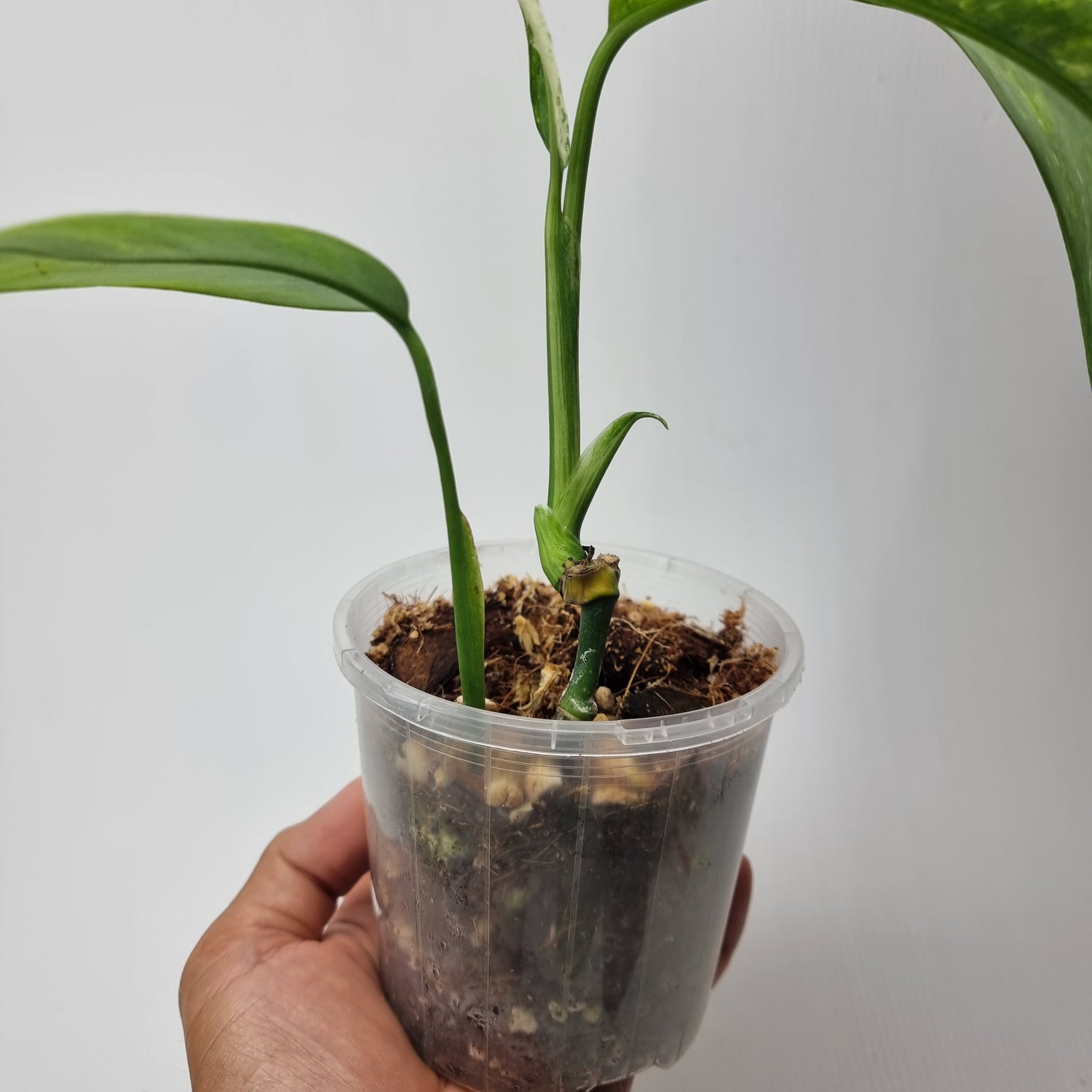 rare Variegated Epipremnum giganteum for sale in Perth Australia