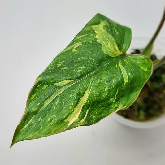 rare Homalomena rubescens Splash Variegation for sale in Perth Australia