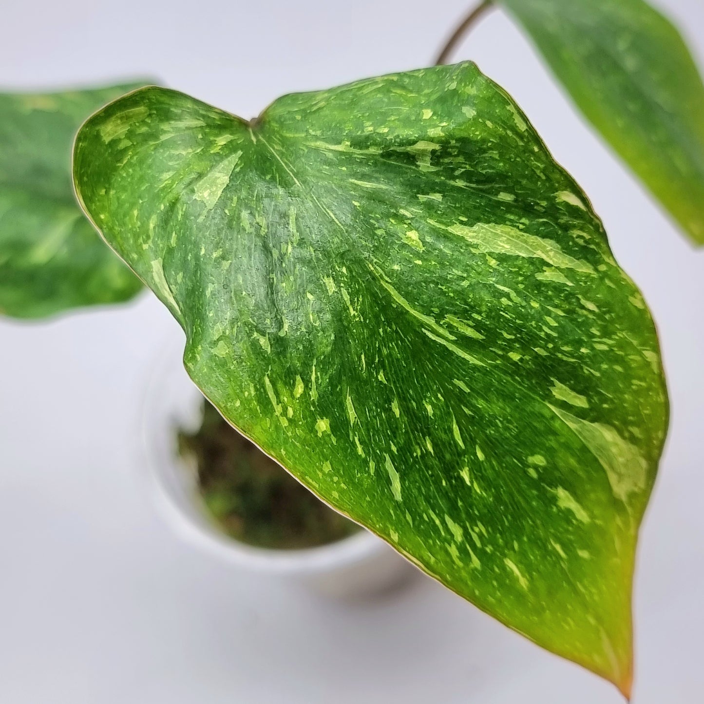 rare Homalomena rubescens Splash Variegation for sale in Perth Australia