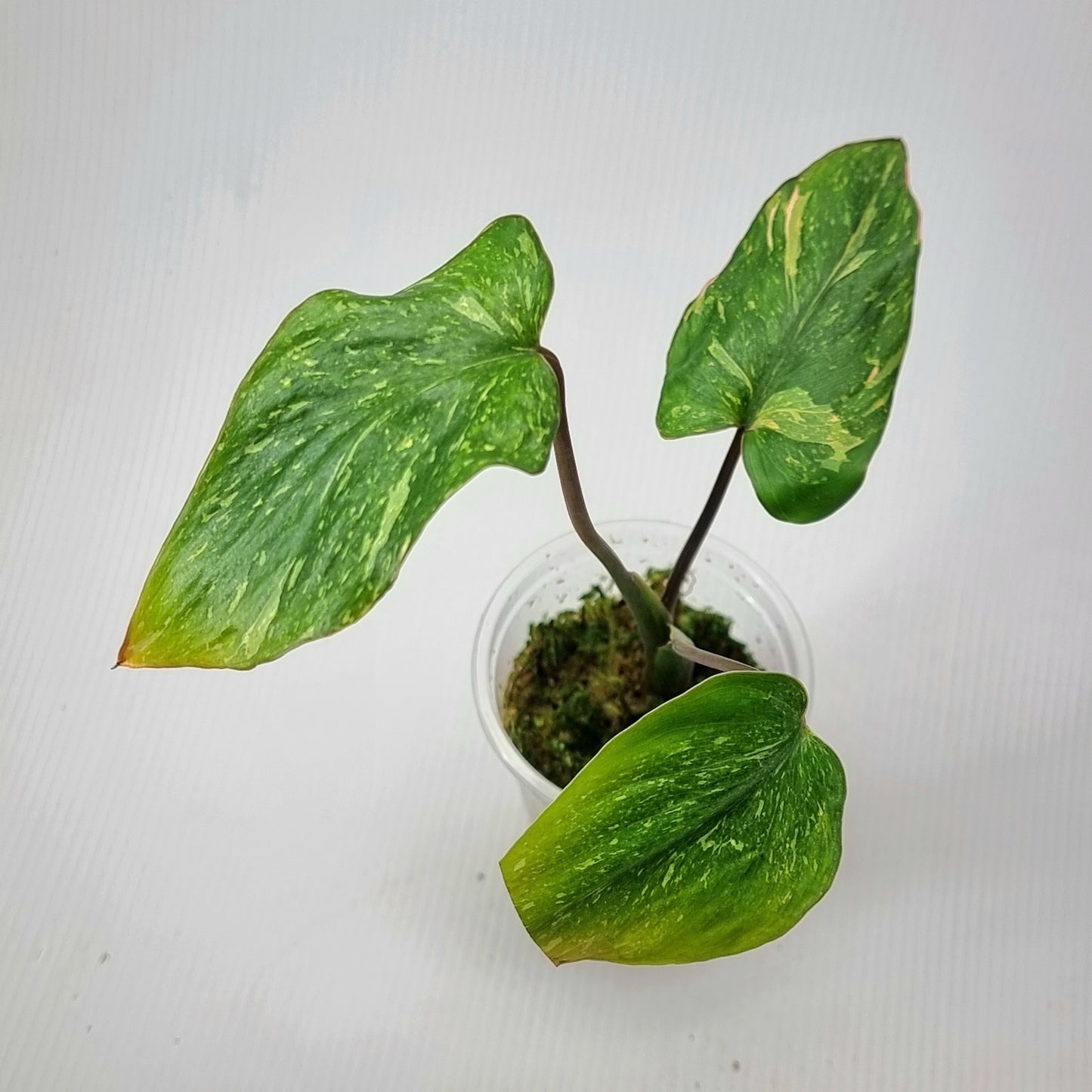 rare Homalomena rubescens Splash Variegation for sale in Perth Australia