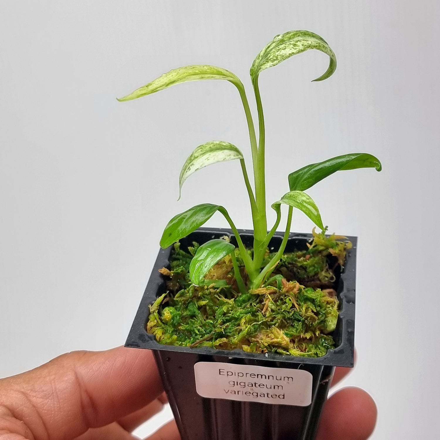 rare Epipremnum giganteum variegated for sale in Perth Australia