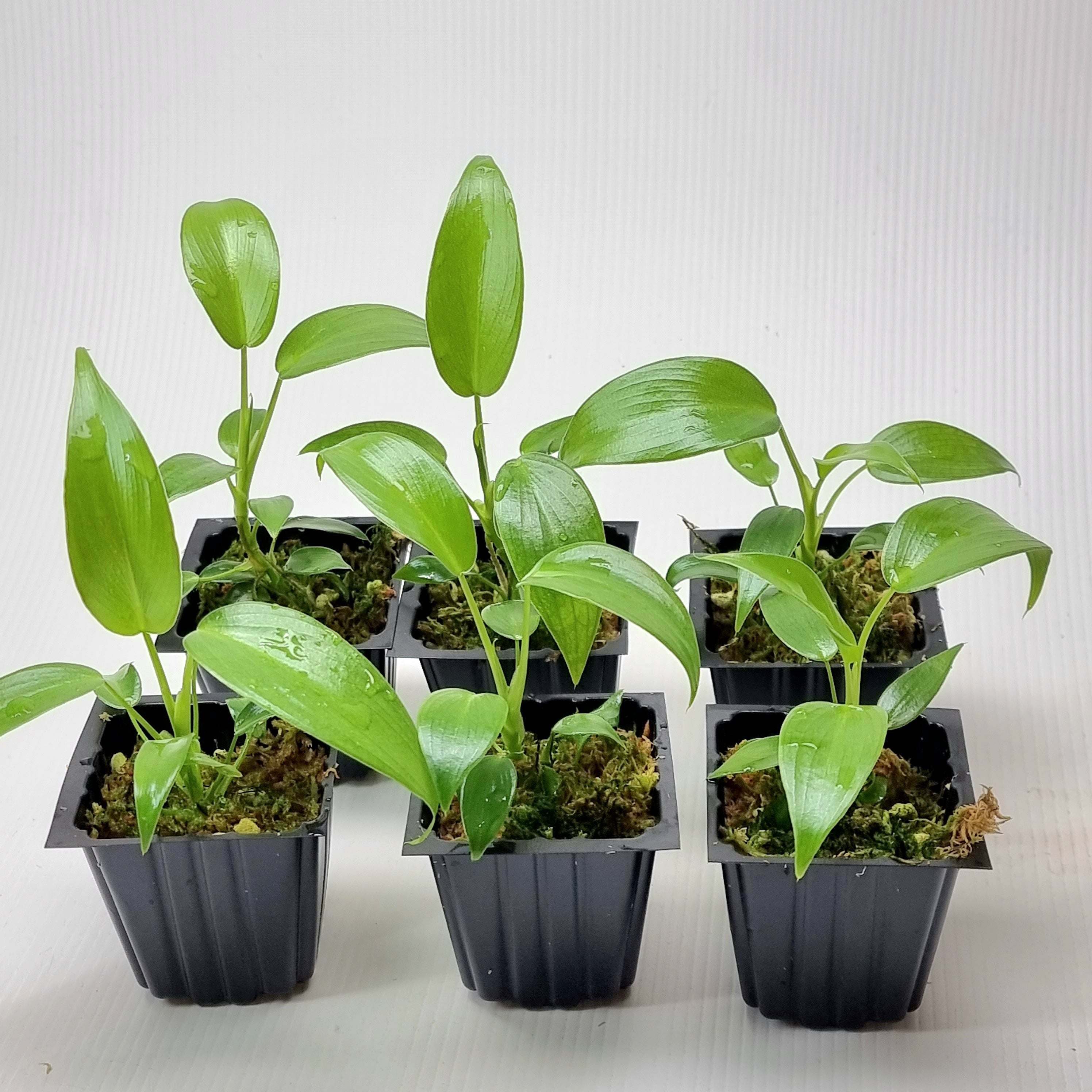 Philodendron longilobatum Lelano Miyano – Flora Magnifica Philodendron longilobatum Lelano Miyano – Flora Magnifica