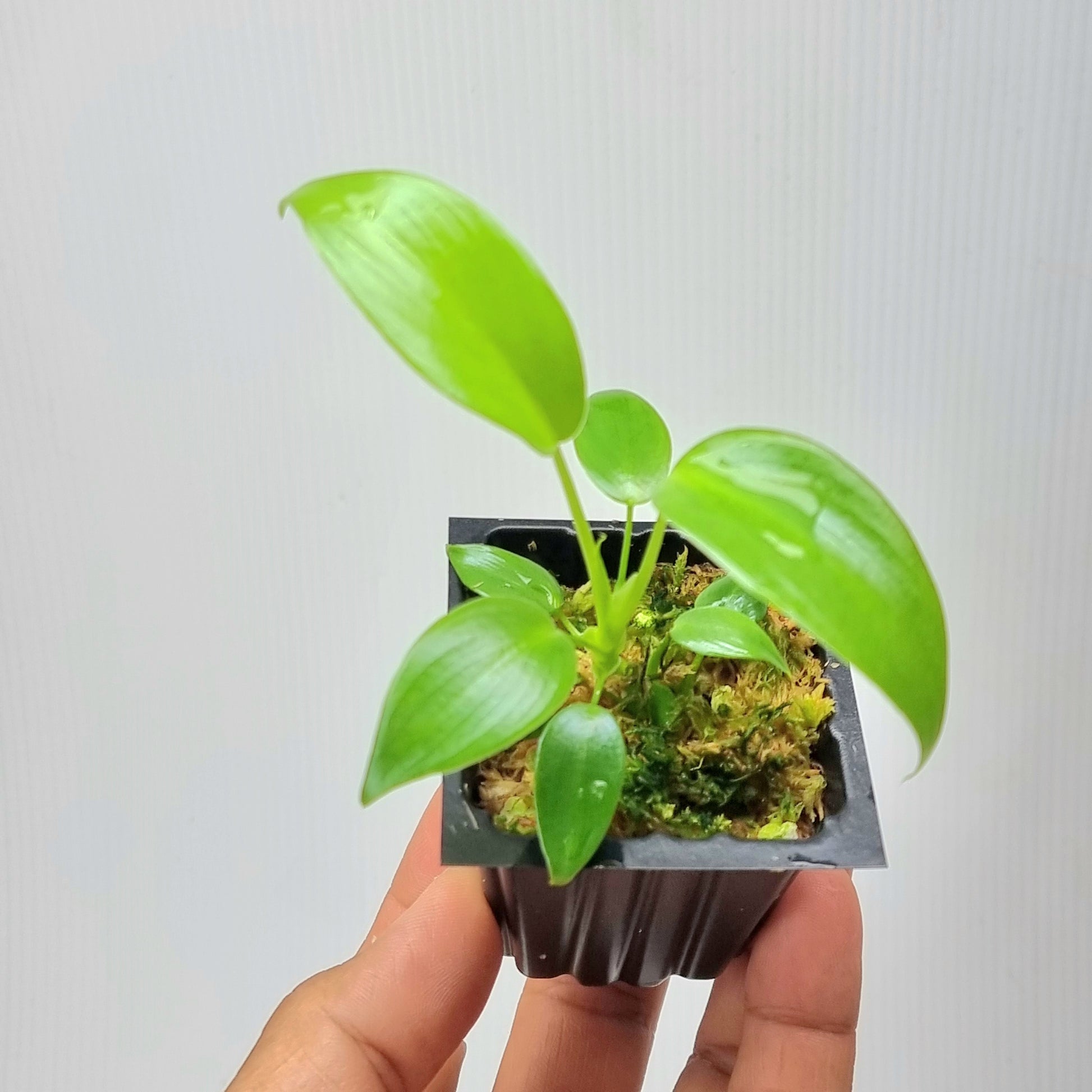 rare Philodendron longilobatum Lelano Miyano for sale in Perth Australia