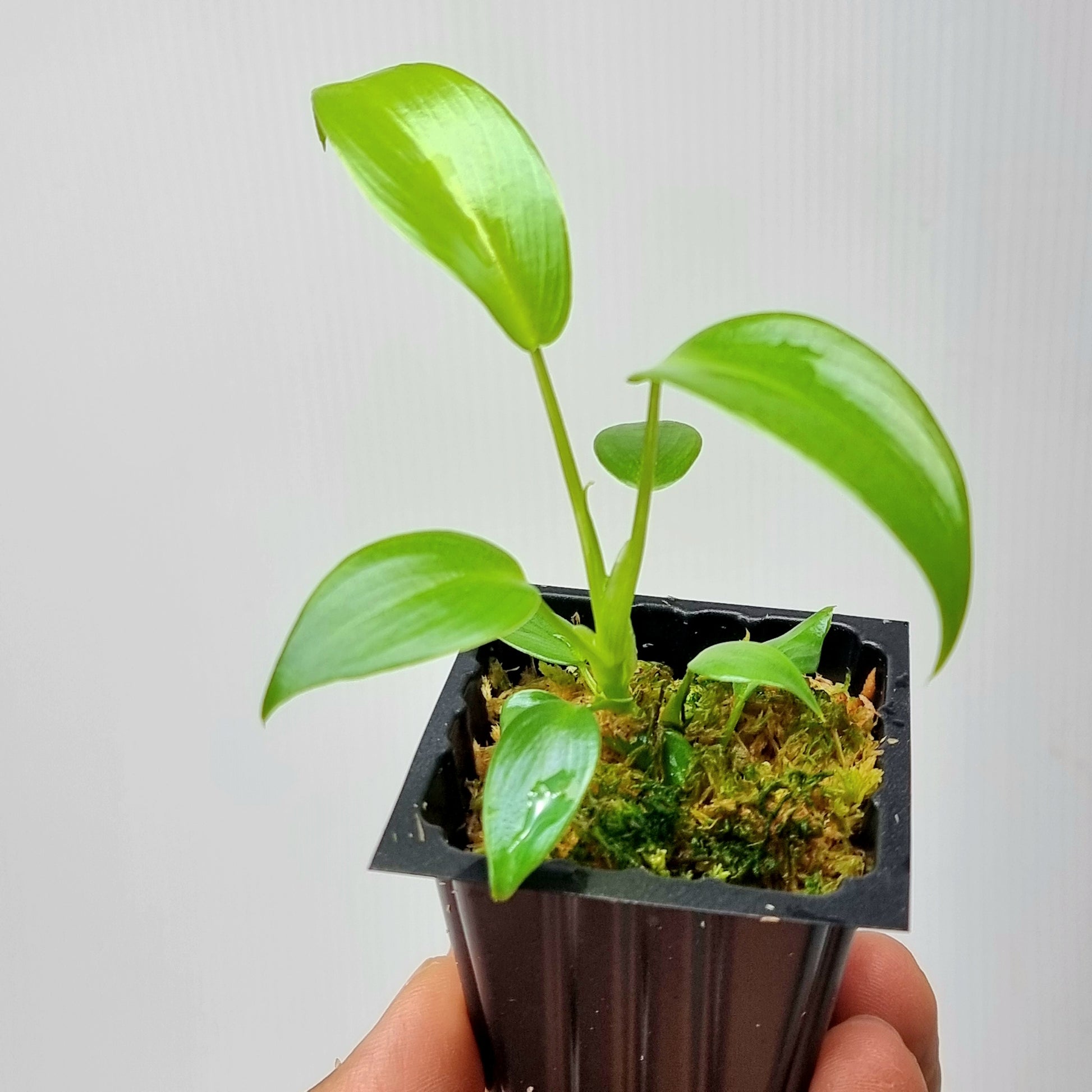 rare Philodendron longilobatum Lelano Miyano for sale in Perth Australia