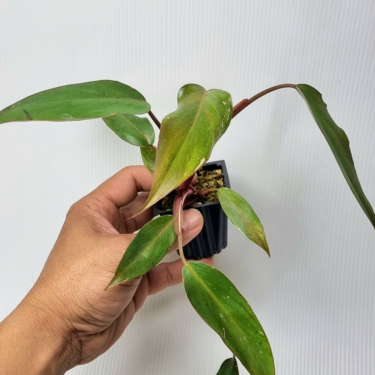 Philodendron Red Anderson (Low variegated)