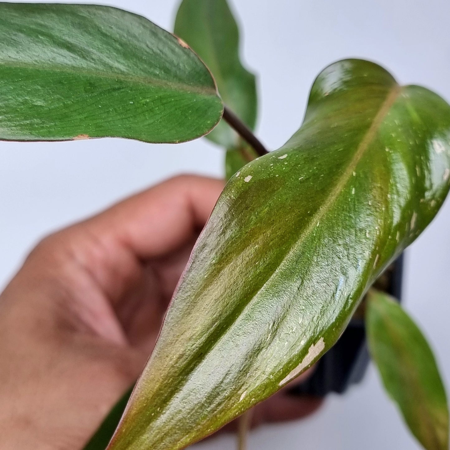 Philodendron Red Anderson (Low variegated)