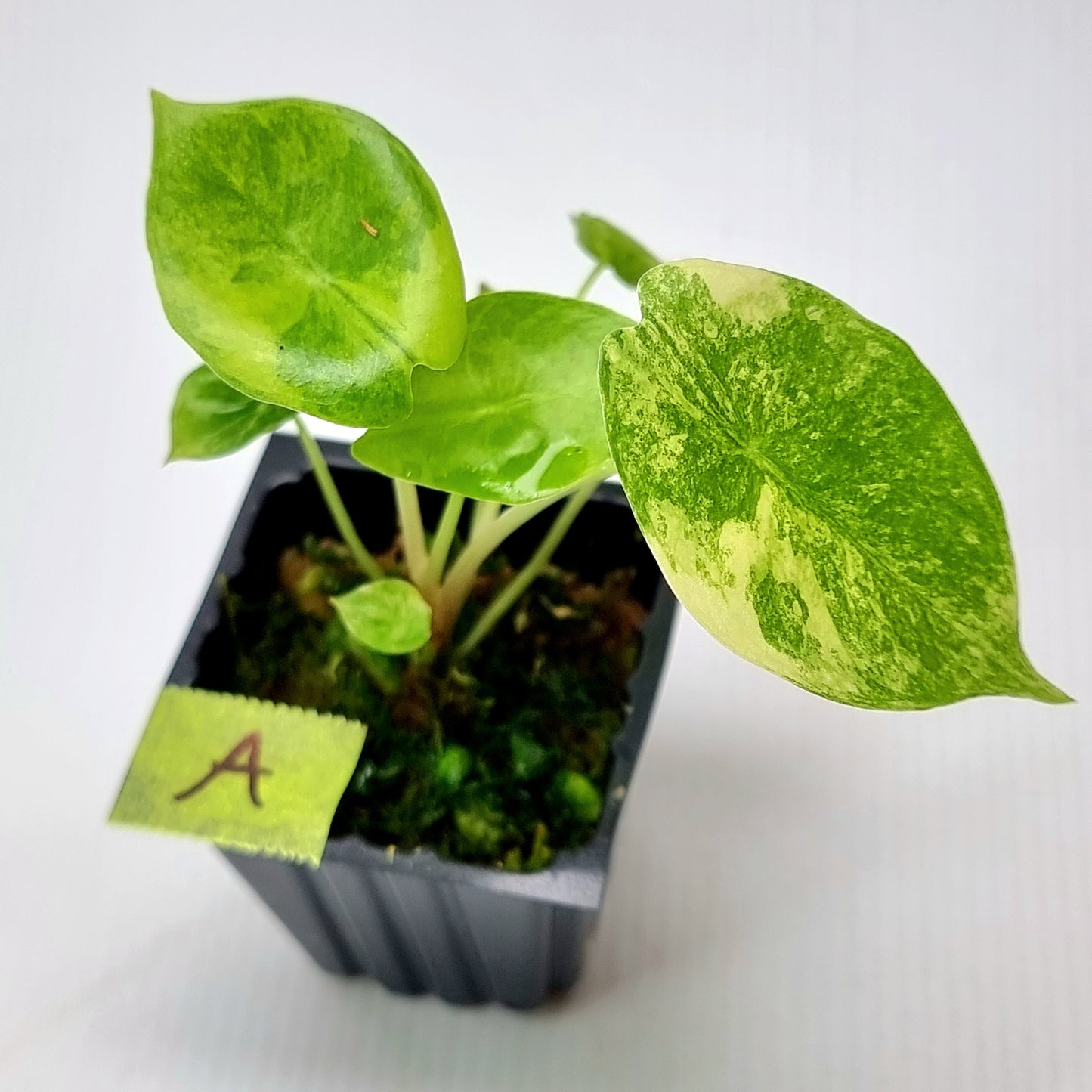 rare Alocasia Pink Dragon Variegated for sale in Perth Australia