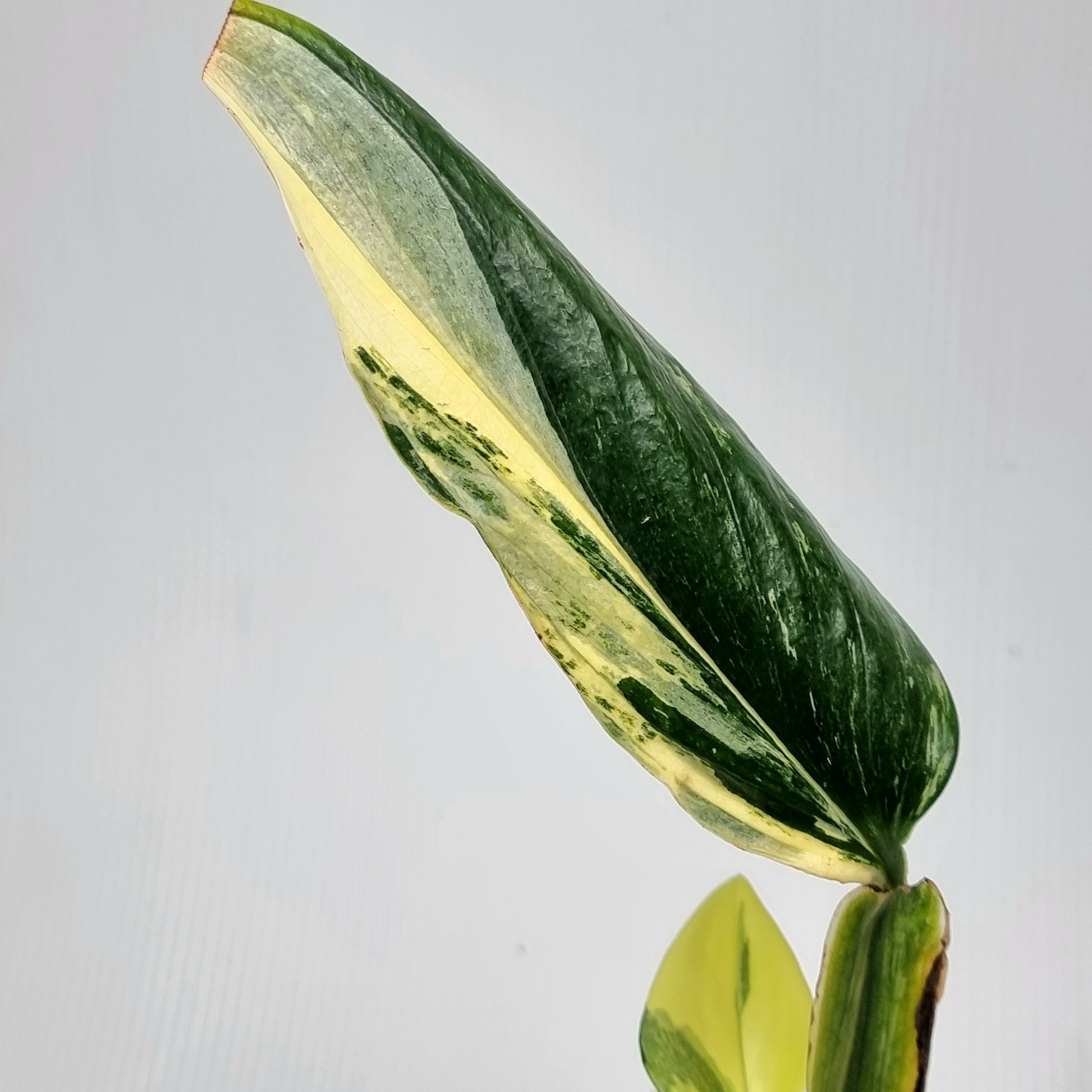 rare Monstera standleyana aurea variegated for sale in Perth Australia