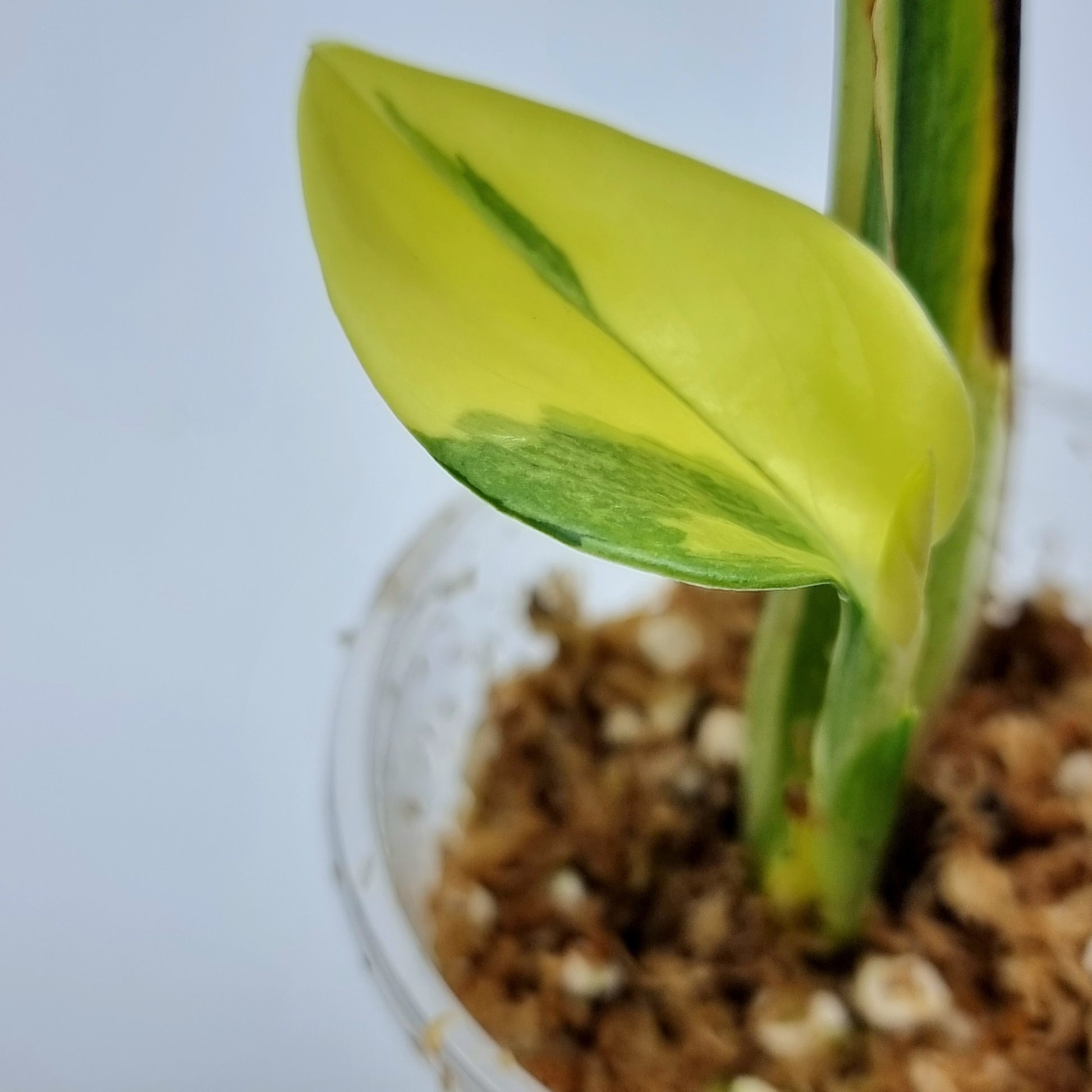 rare Monstera standleyana aurea variegated for sale in Perth Australia