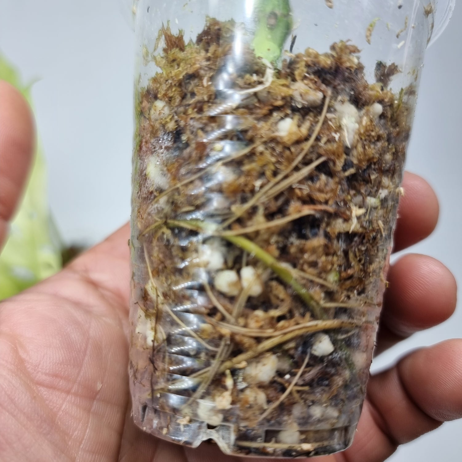 rare Monstera adansonii ssp laniata variegated for sale in Perth Australia