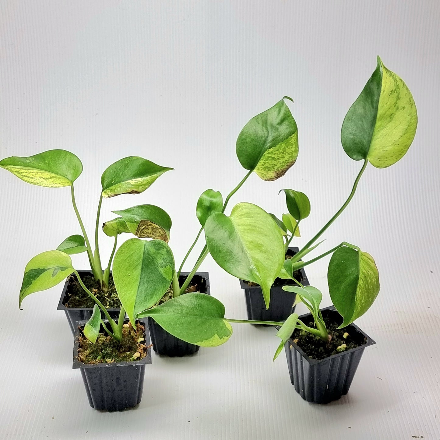 rare Monstera deliciosa Aurea Mint for sale in Perth Australia