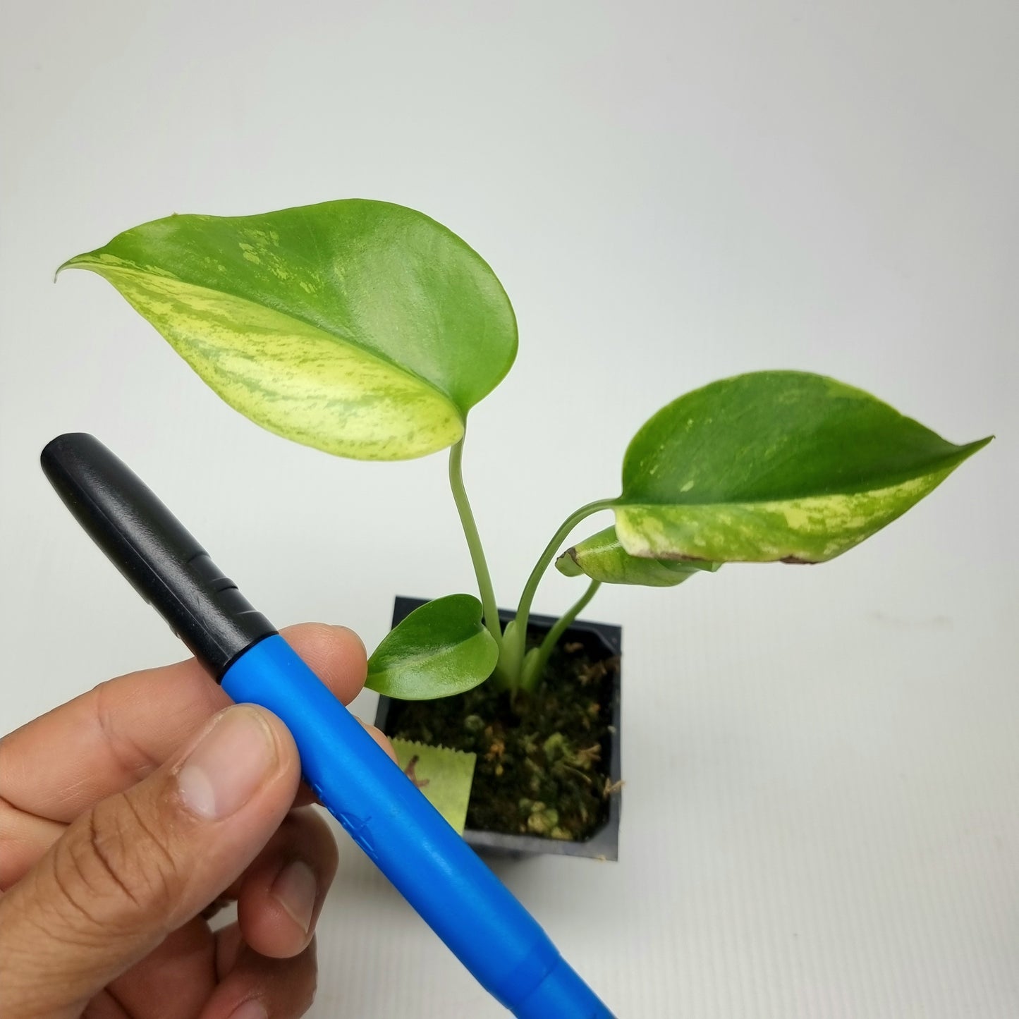 rare Monstera deliciosa Aurea Mint for sale in Perth Australia