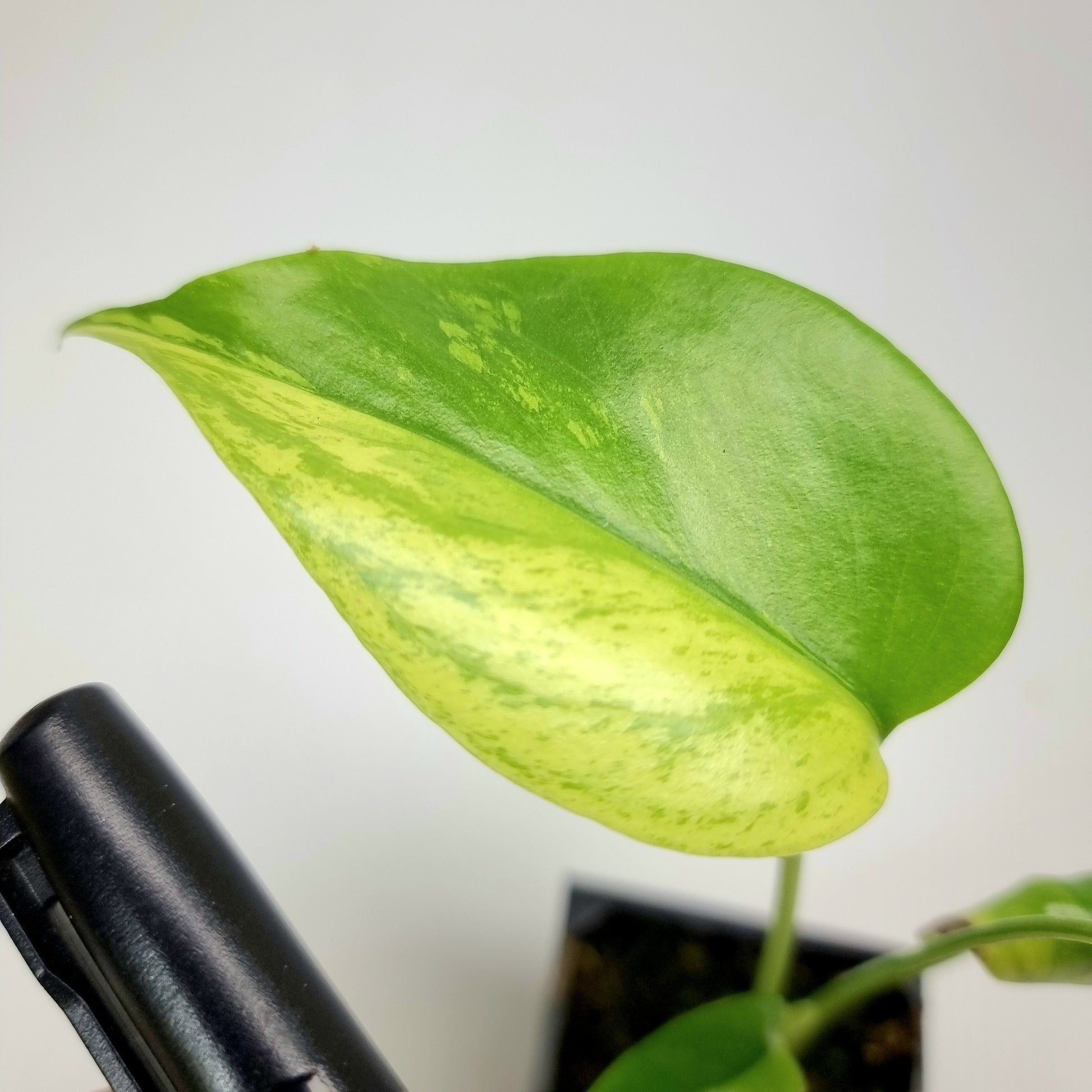 rare Monstera deliciosa Aurea Mint for sale in Perth Australia