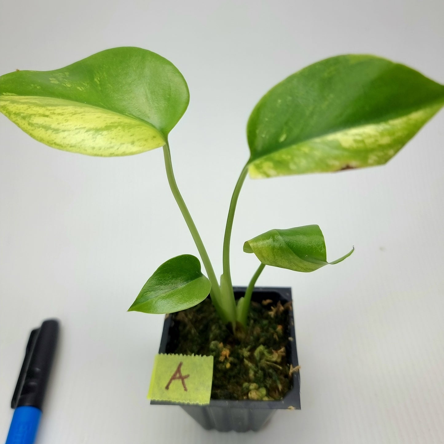 rare Monstera deliciosa Aurea Mint for sale in Perth Australia