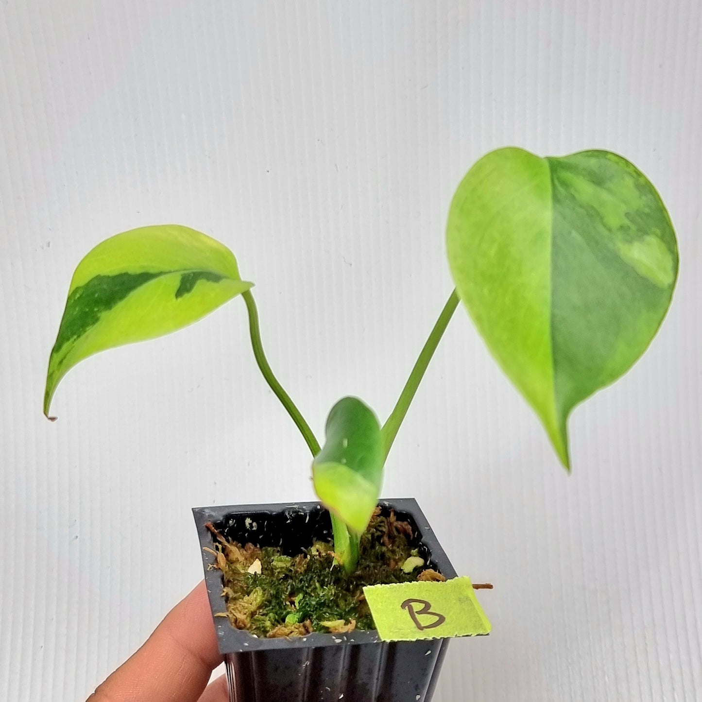 rare Monstera deliciosa Aurea Mint for sale in Perth Australia