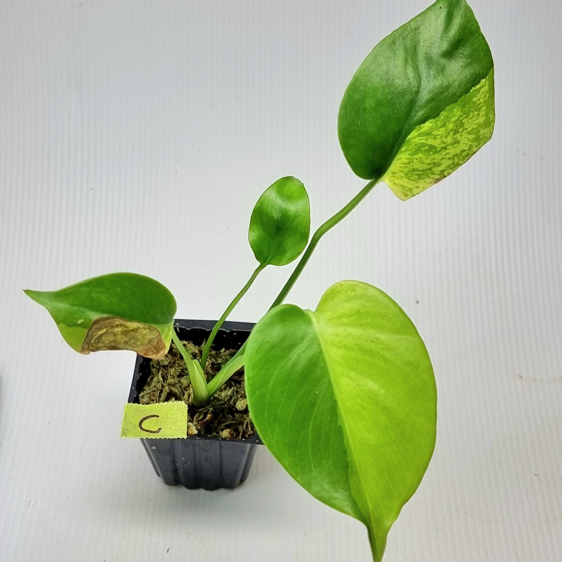 rare Monstera deliciosa Aurea Mint for sale in Perth Australia