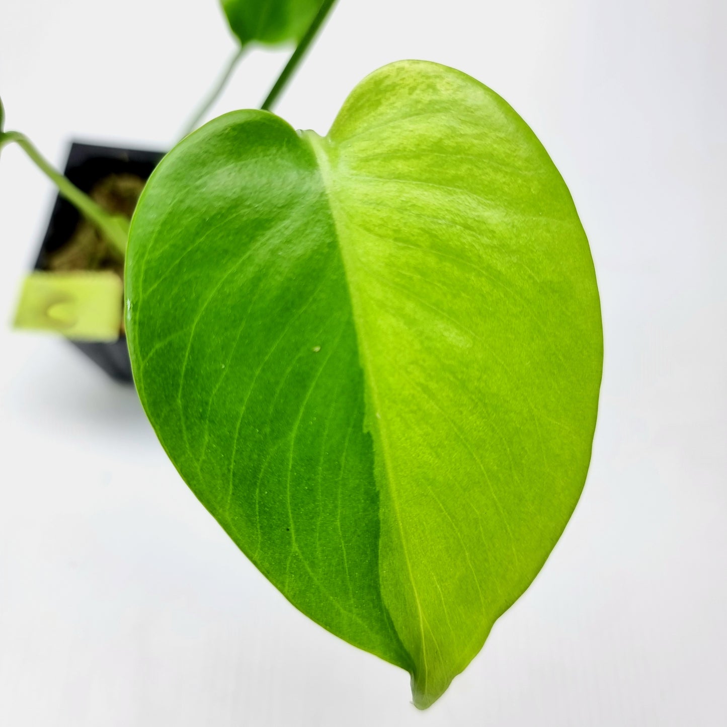 rare Monstera deliciosa Aurea Mint for sale in Perth Australia