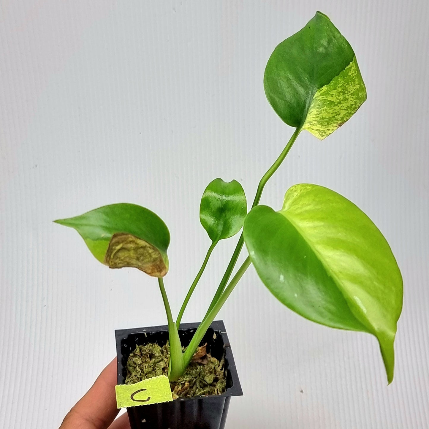 rare Monstera deliciosa Aurea Mint for sale in Perth Australia