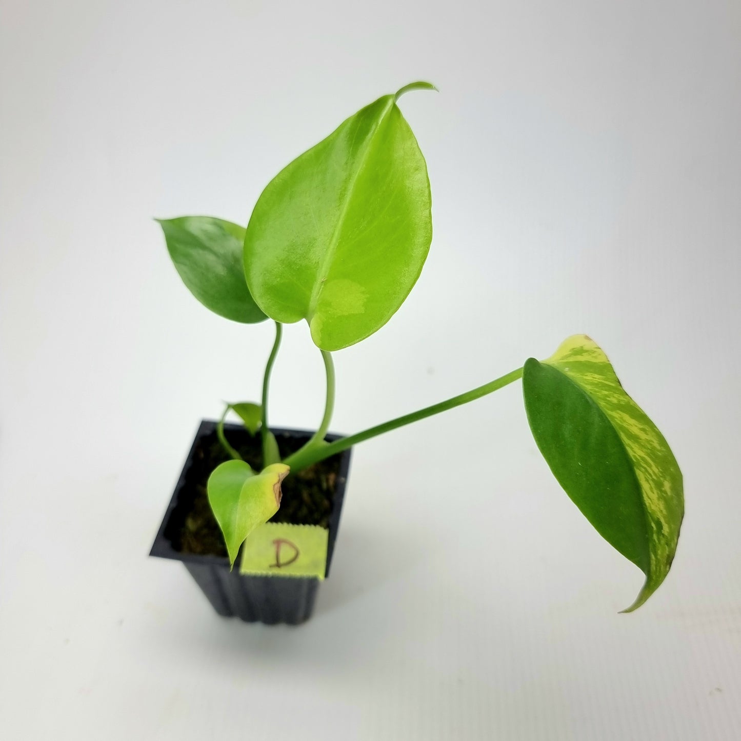 rare Monstera deliciosa Aurea Mint for sale in Perth Australia