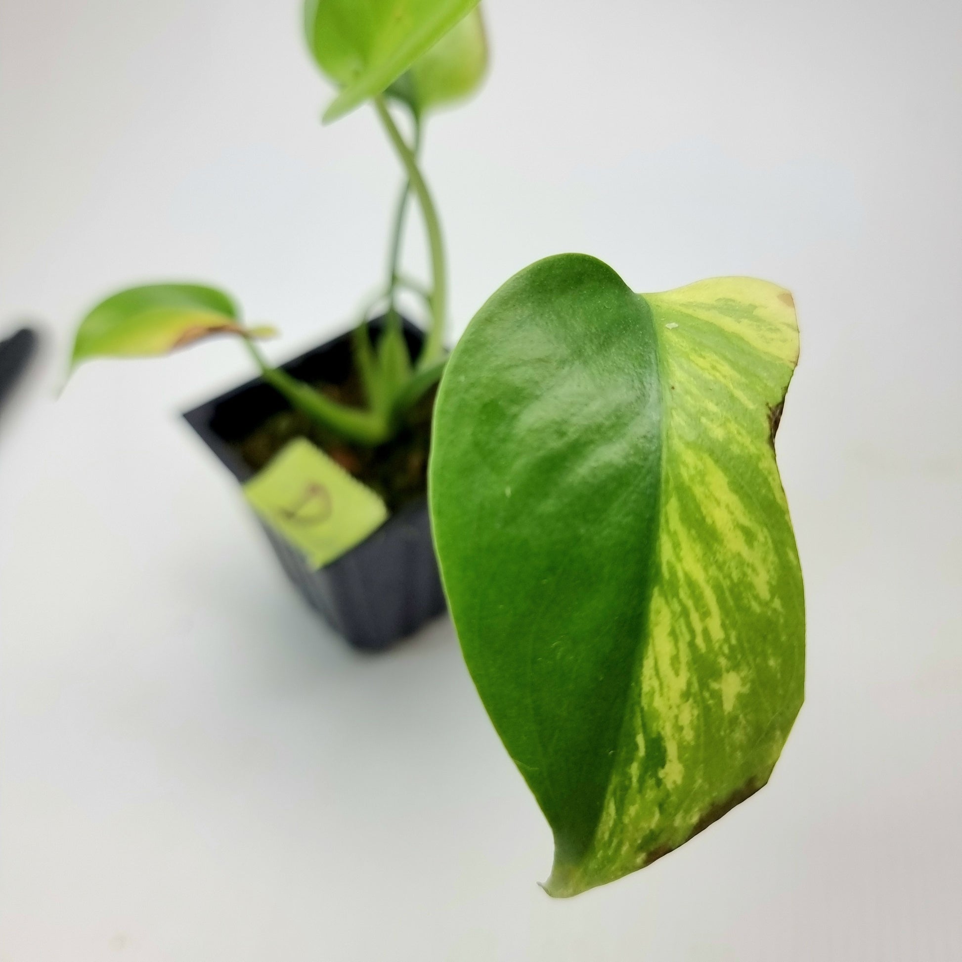 rare Monstera deliciosa Aurea Mint for sale in Perth Australia