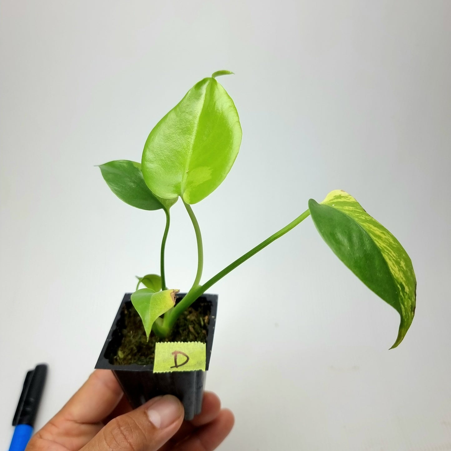 Monstera Aurea Mint