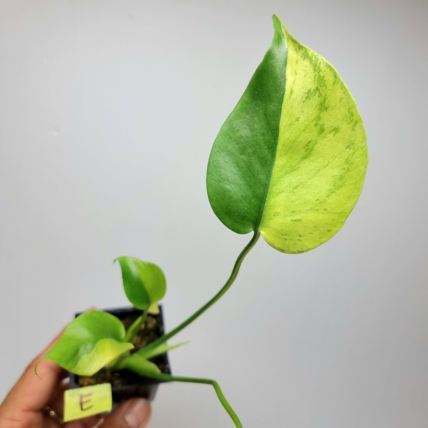 Monstera Aurea Mint