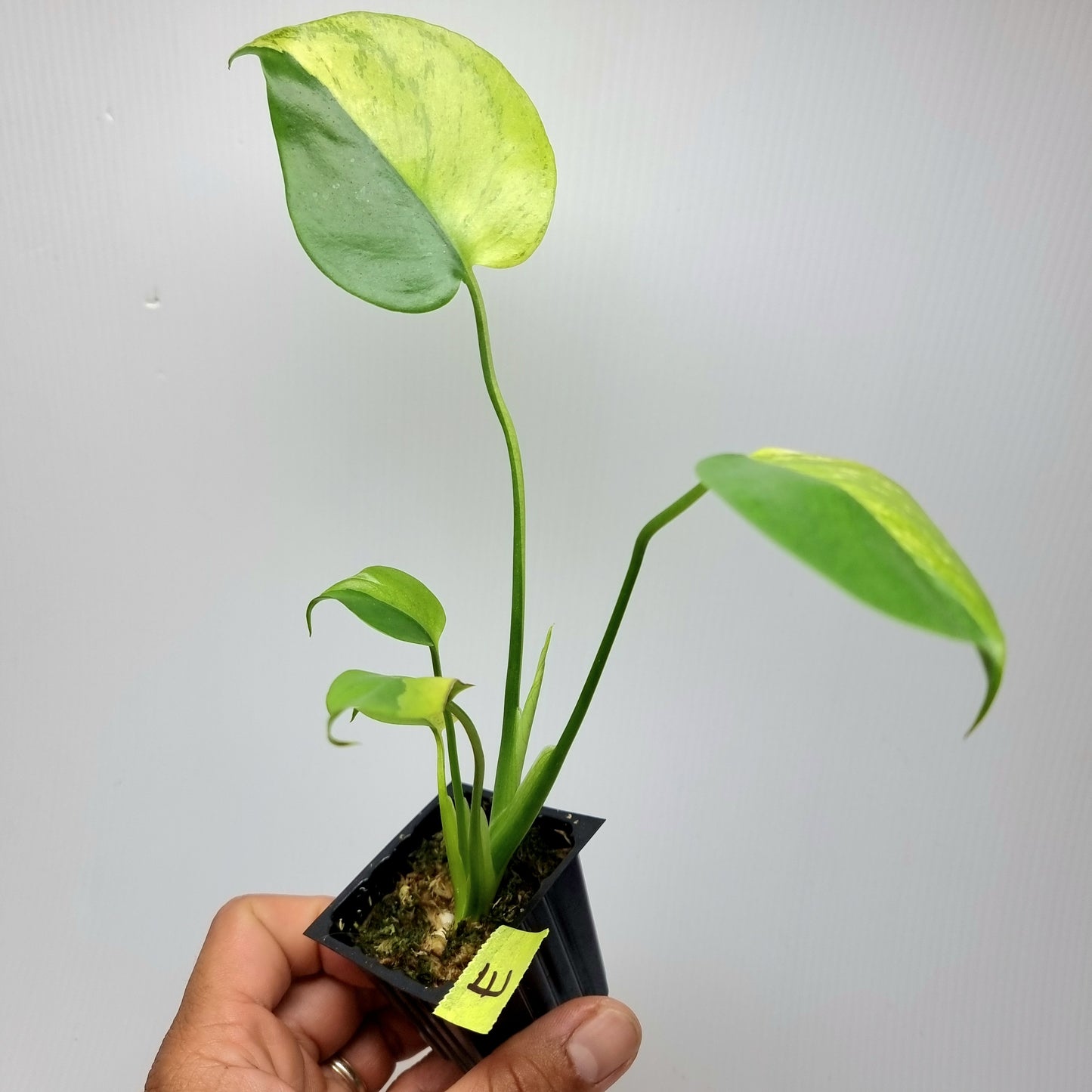 Monstera Aurea Mint