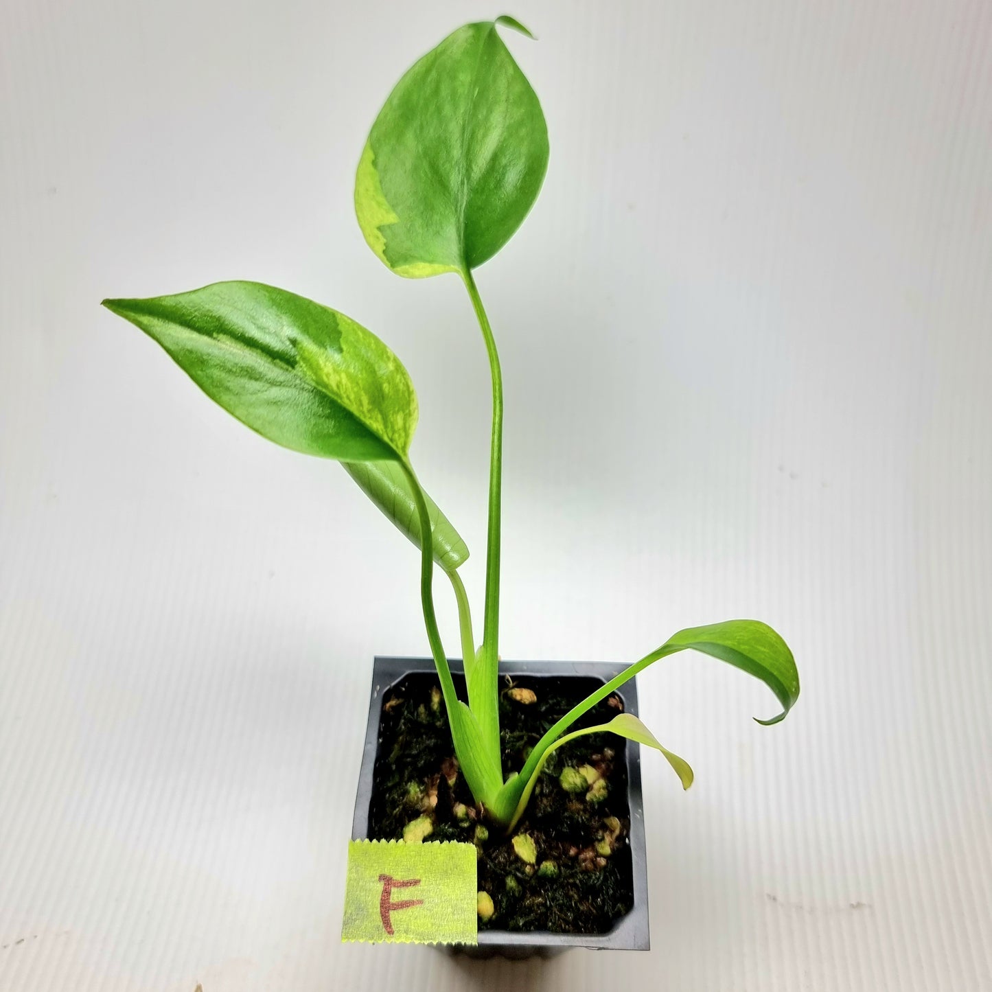 Monstera Aurea Mint