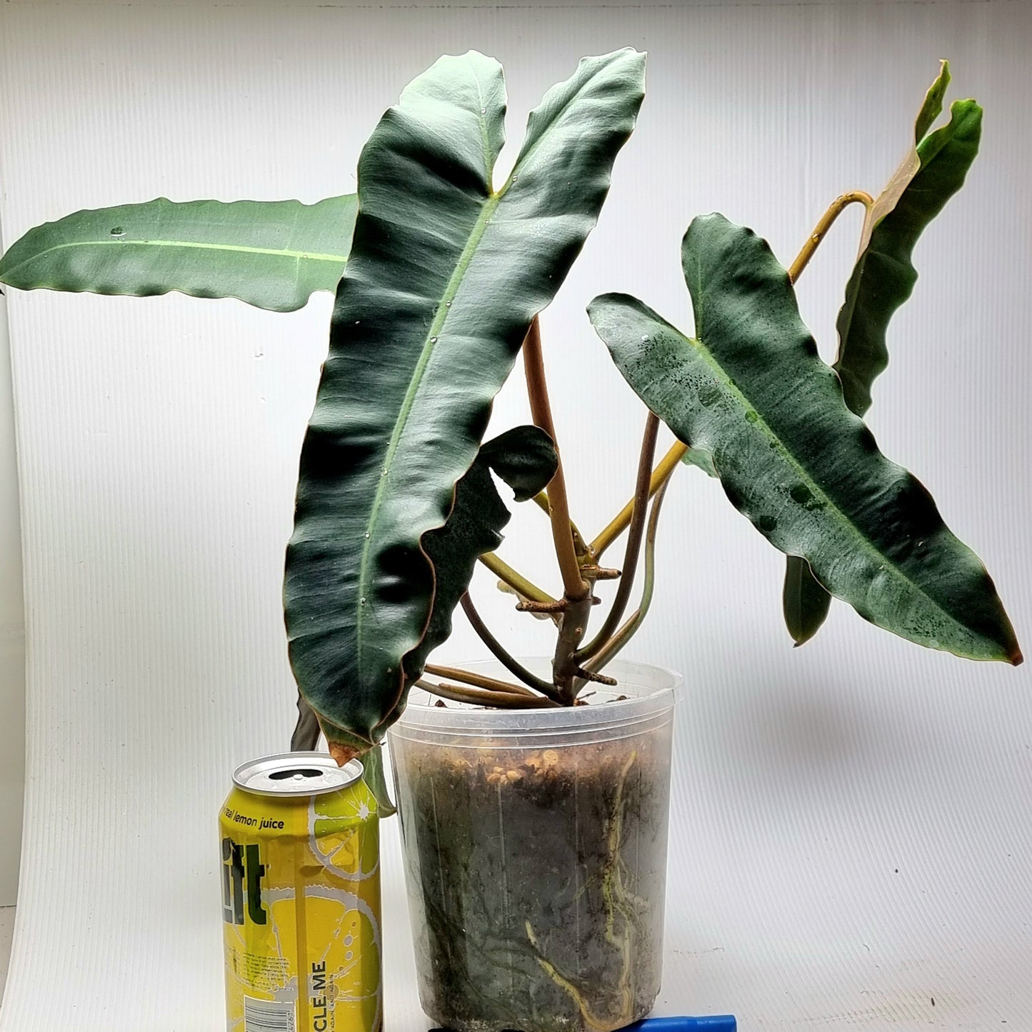 rare Philodendron black billietiae for sale in Perth Australia