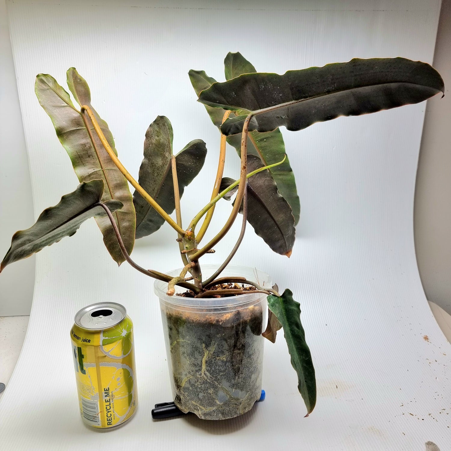 rare Philodendron black billietiae for sale in Perth Australia
