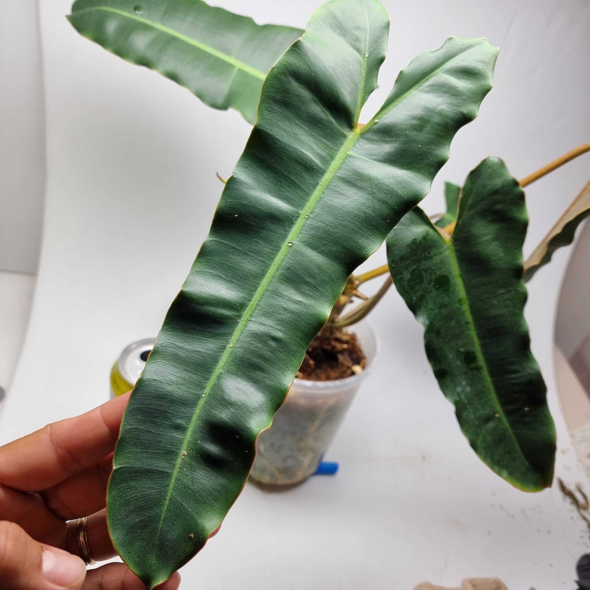 rare Philodendron black billietiae for sale in Perth Australia