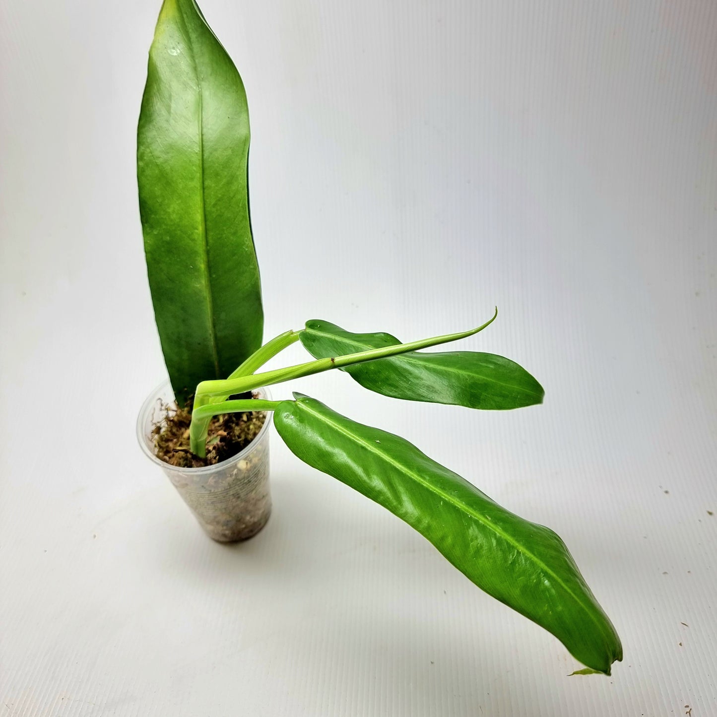 Philodendron bonifaziae