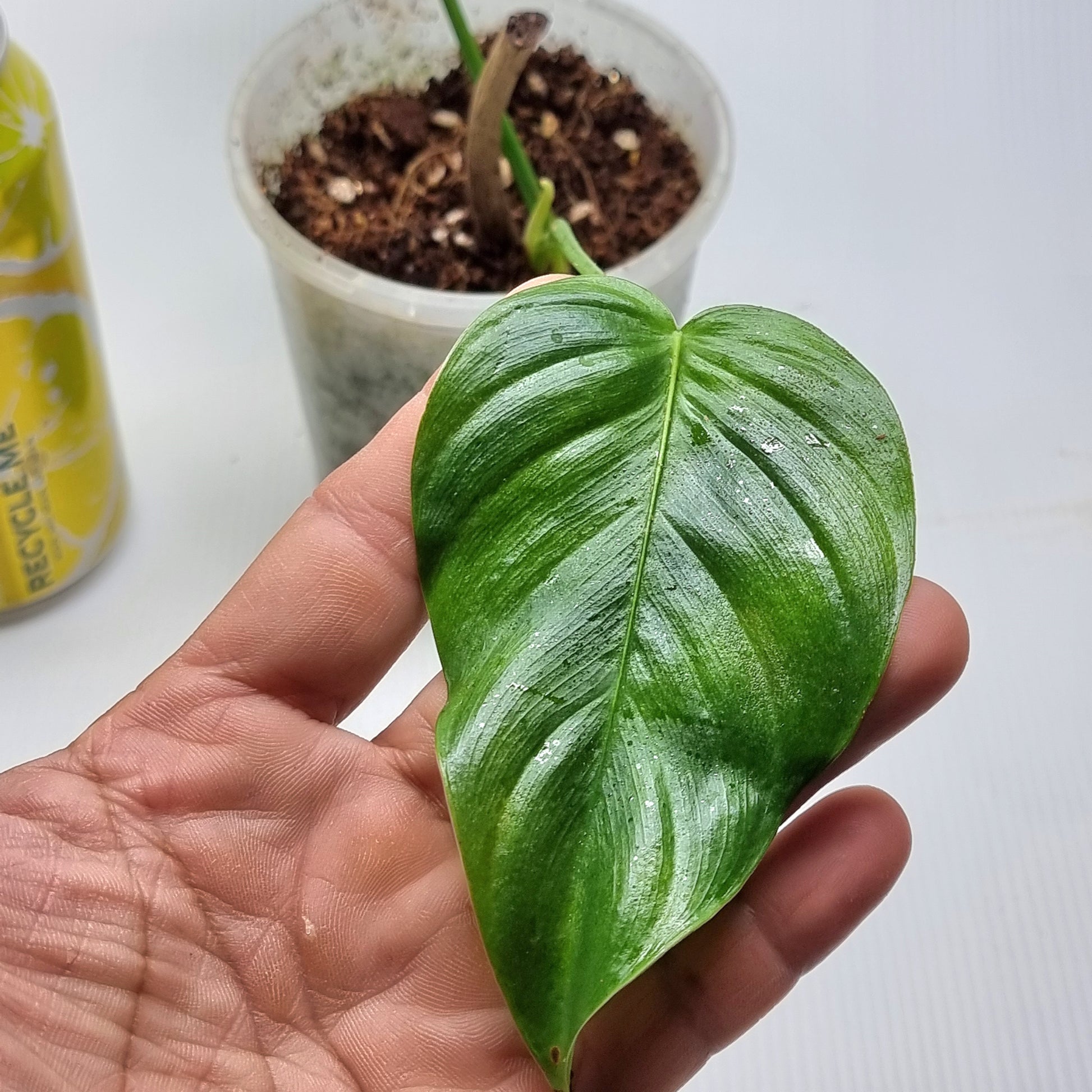 rare Philodendron grandipes for sale in Perth Australia