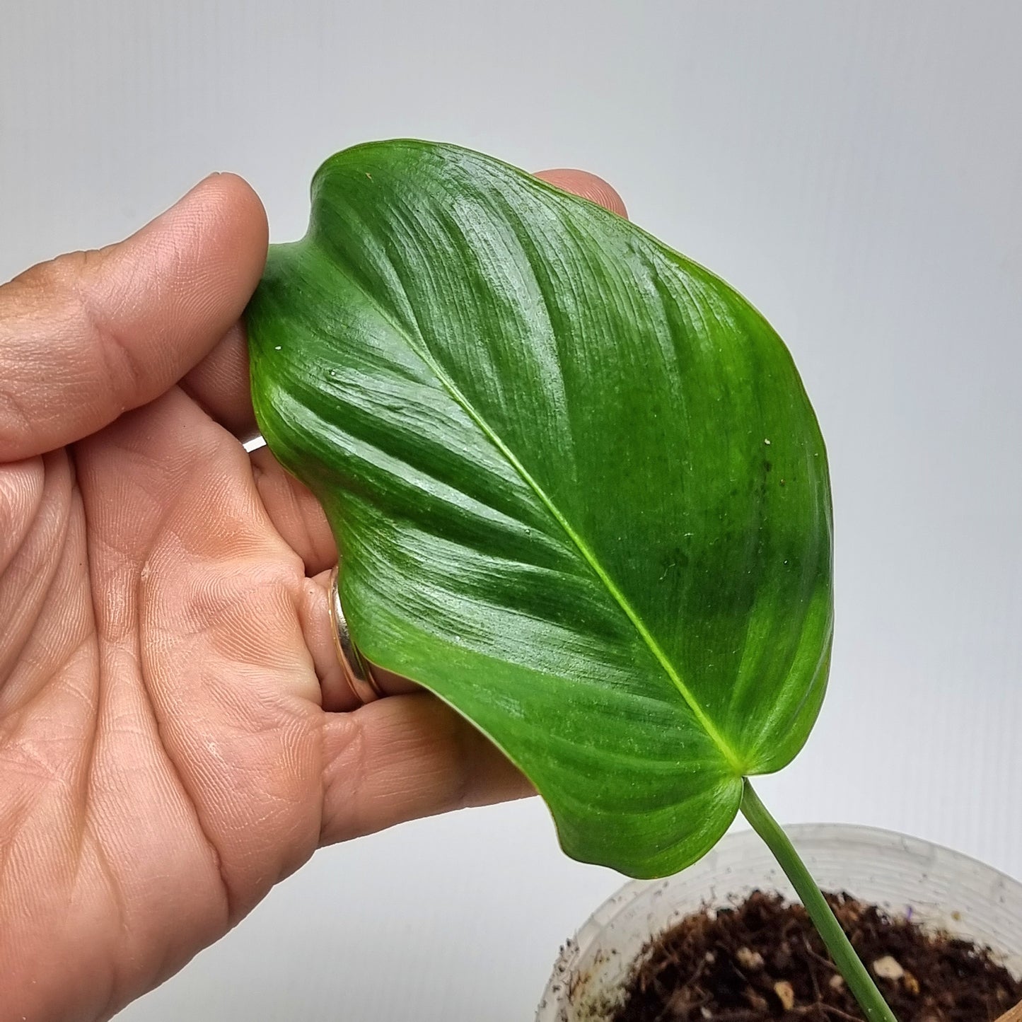 rare Philodendron grandipes for sale in Perth Australia